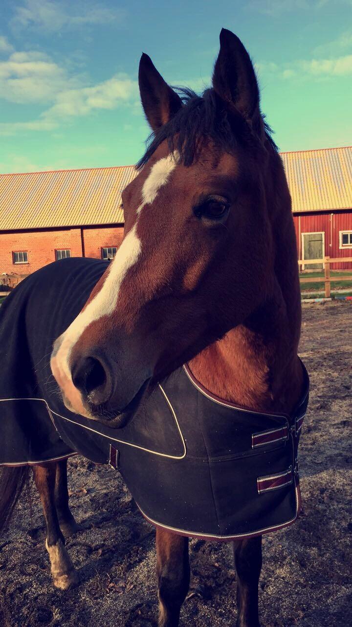 DSP Madeira billede 14