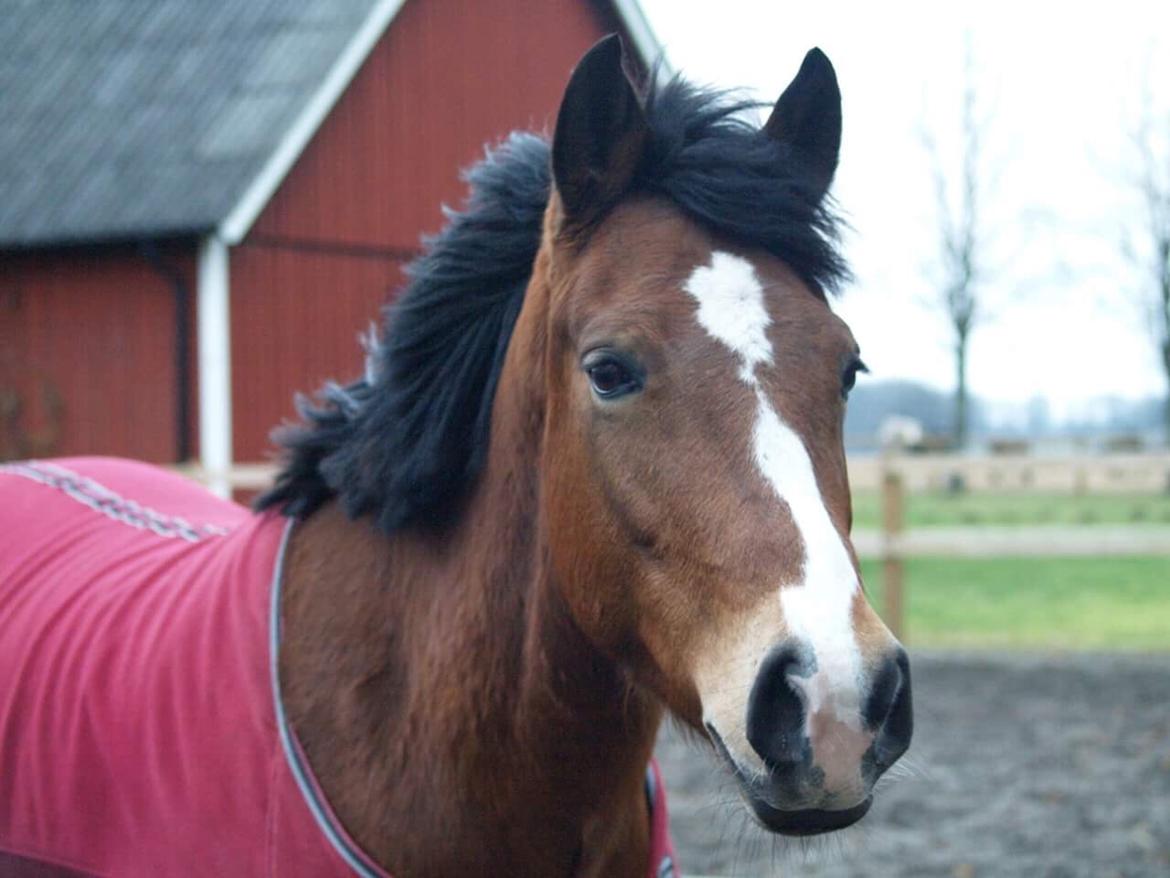 DSP Madeira billede 15