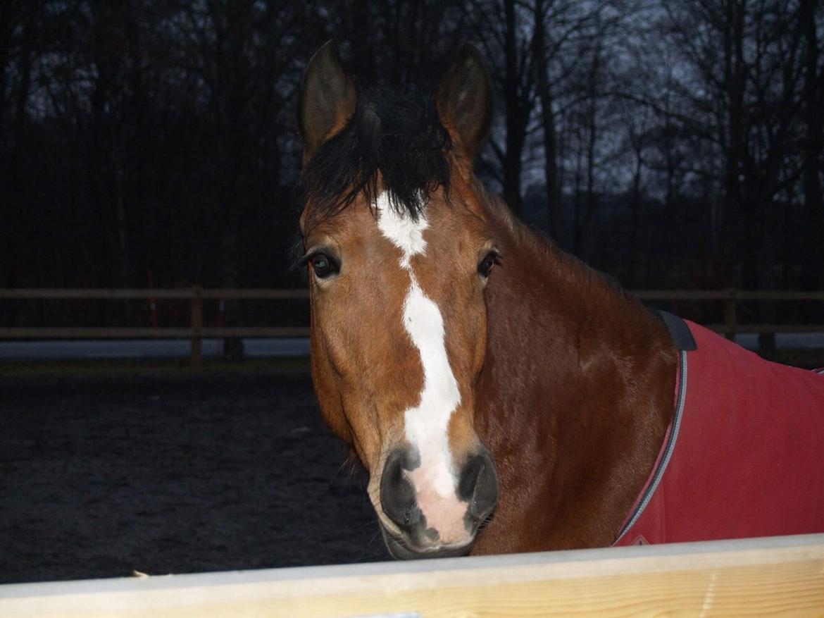 DSP Madeira billede 17