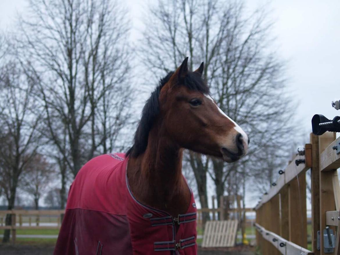 DSP Madeira billede 18