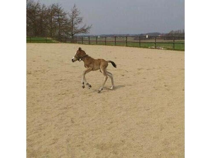 DSP Madeira billede 19