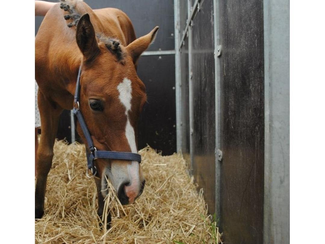 DSP Madeira billede 20