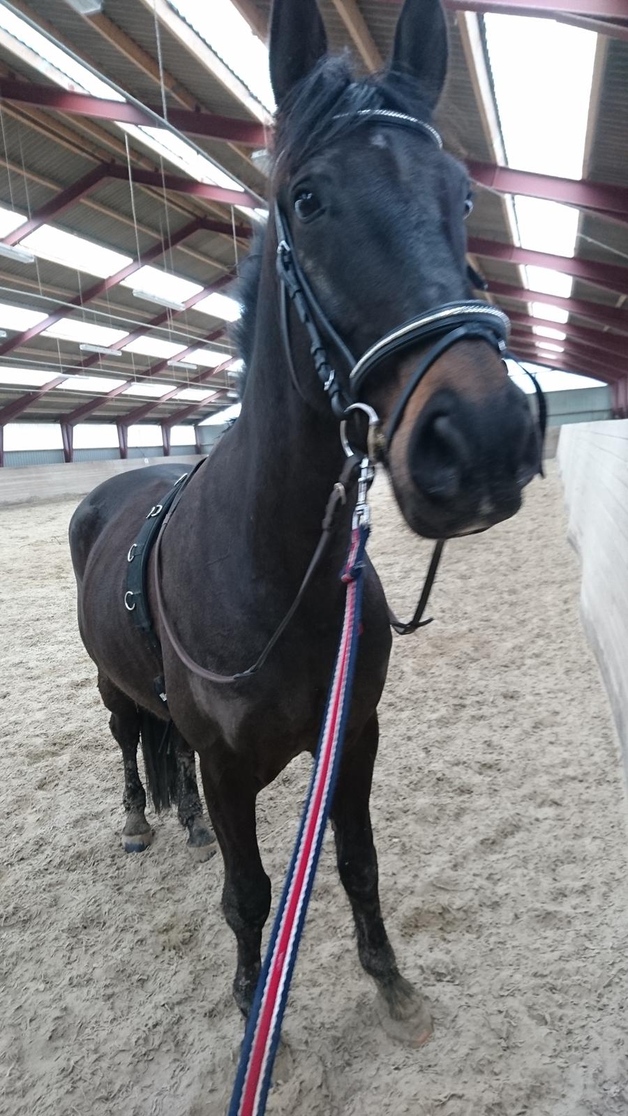 Oldenborg Akeem <3 billede 3