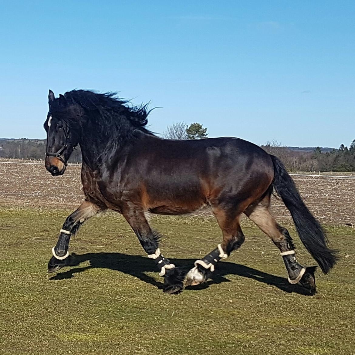 Anden særlig race Sir John John - taget d 10/3.17 billede 13