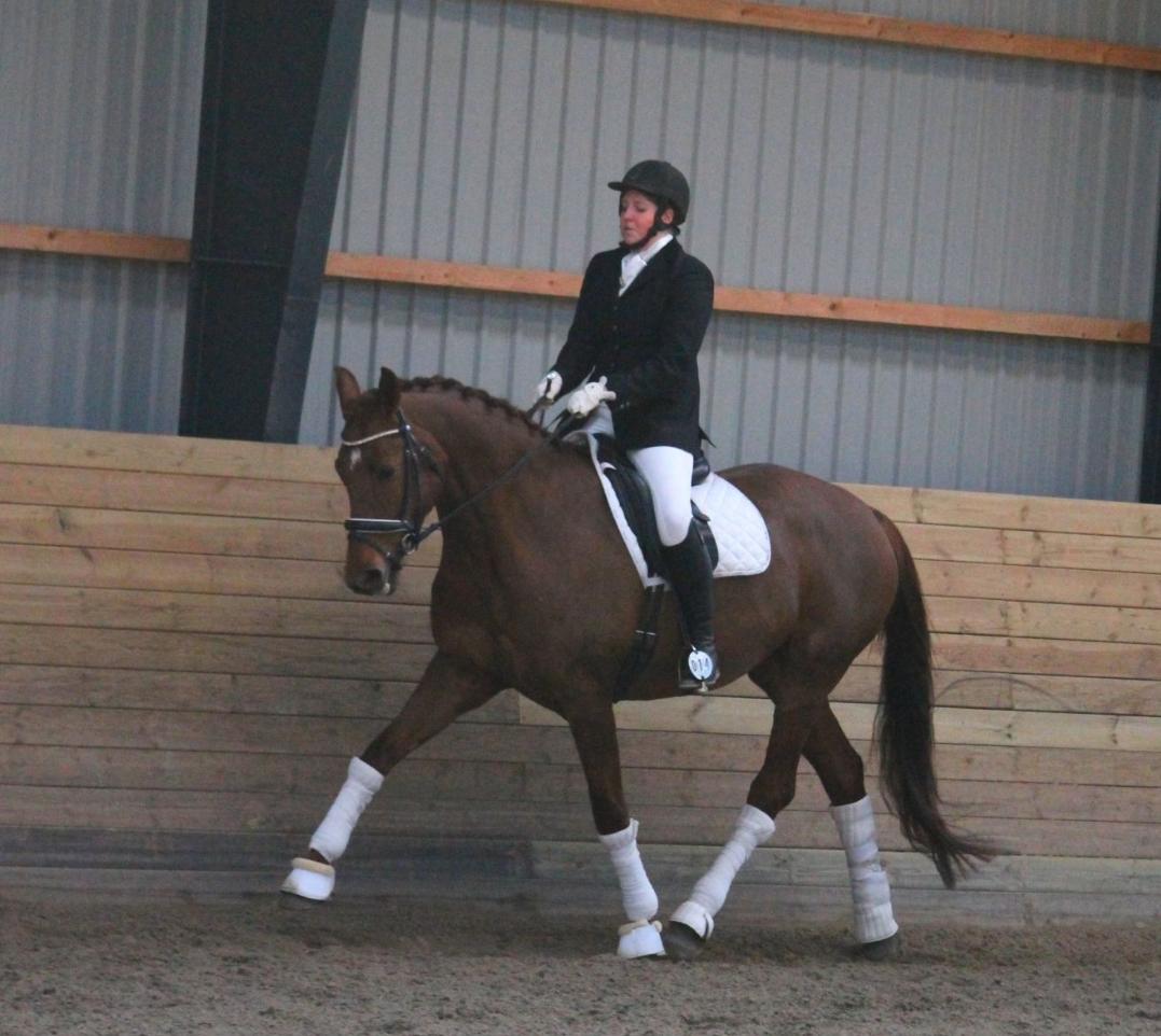 Tysk Oldenburger First Romance Bastbjerg billede 8