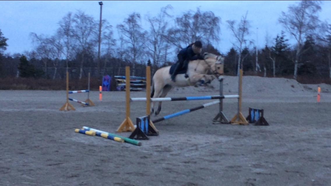 Fjordhest Flicka Fredensdal billede 3