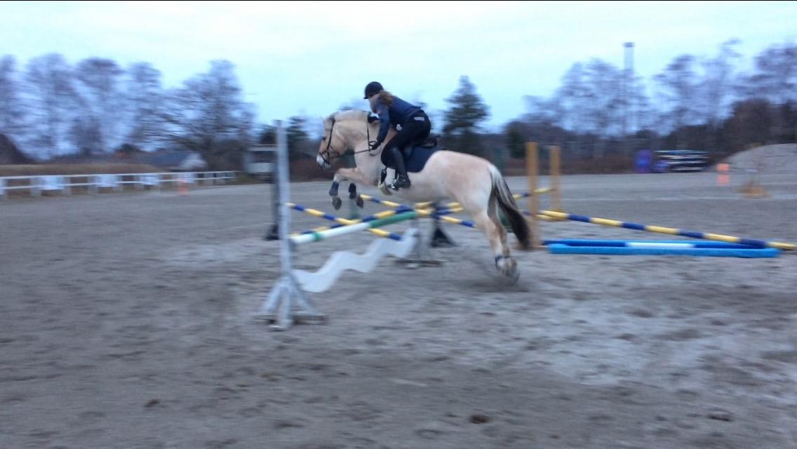 Fjordhest Flicka Fredensdal billede 8