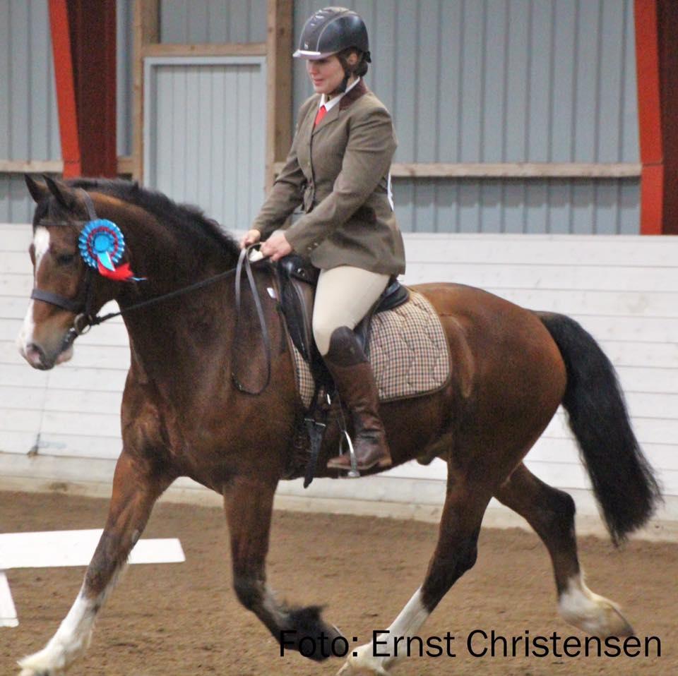 Welsh Cob (sec D) Vedkiær's rufus (Tidligere hest) billede 1