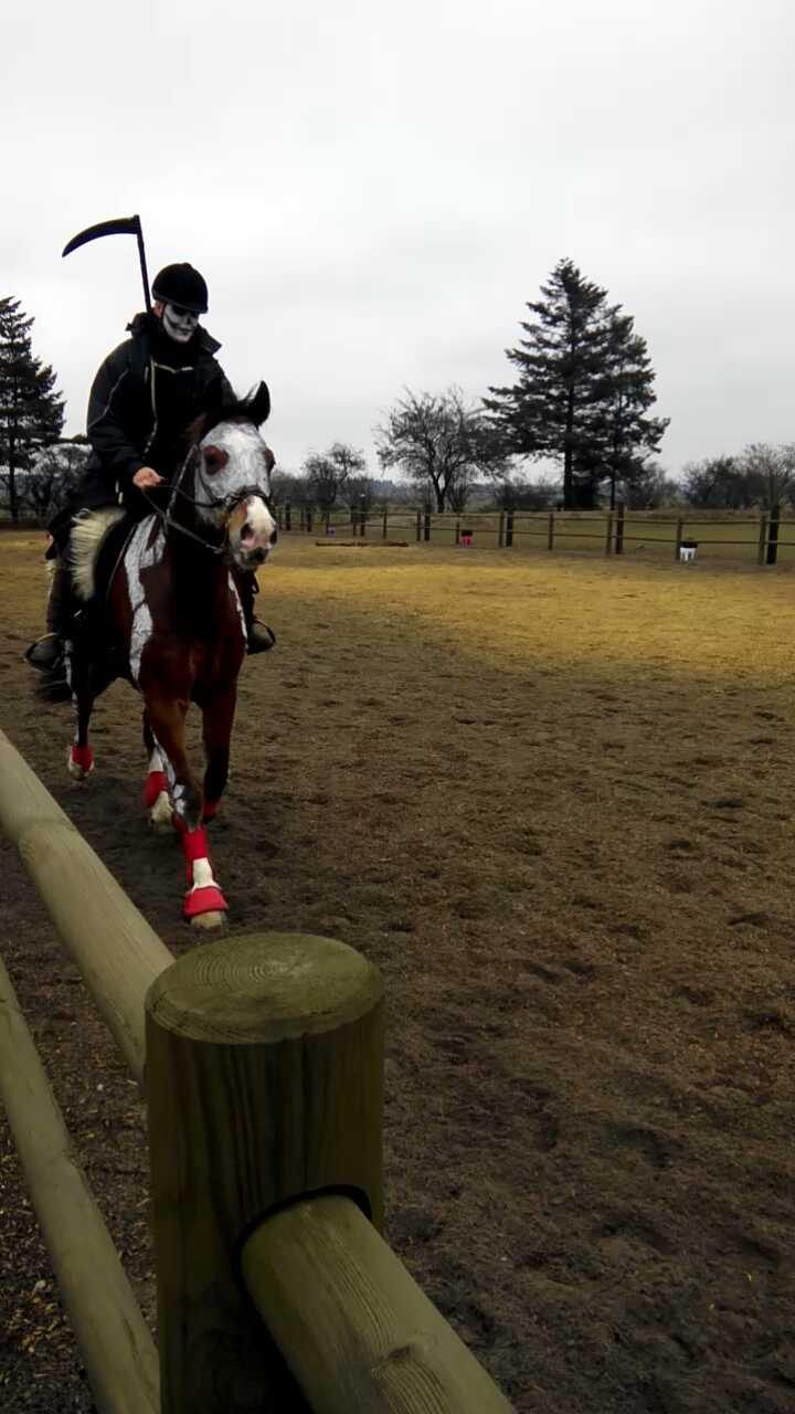 Welsh Cob (sec D) Vedkiær's rufus (Tidligere hest) billede 33