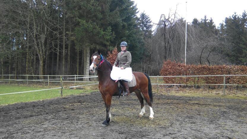 Welsh Cob (sec D) Vedkiær's rufus (Tidligere hest) billede 35