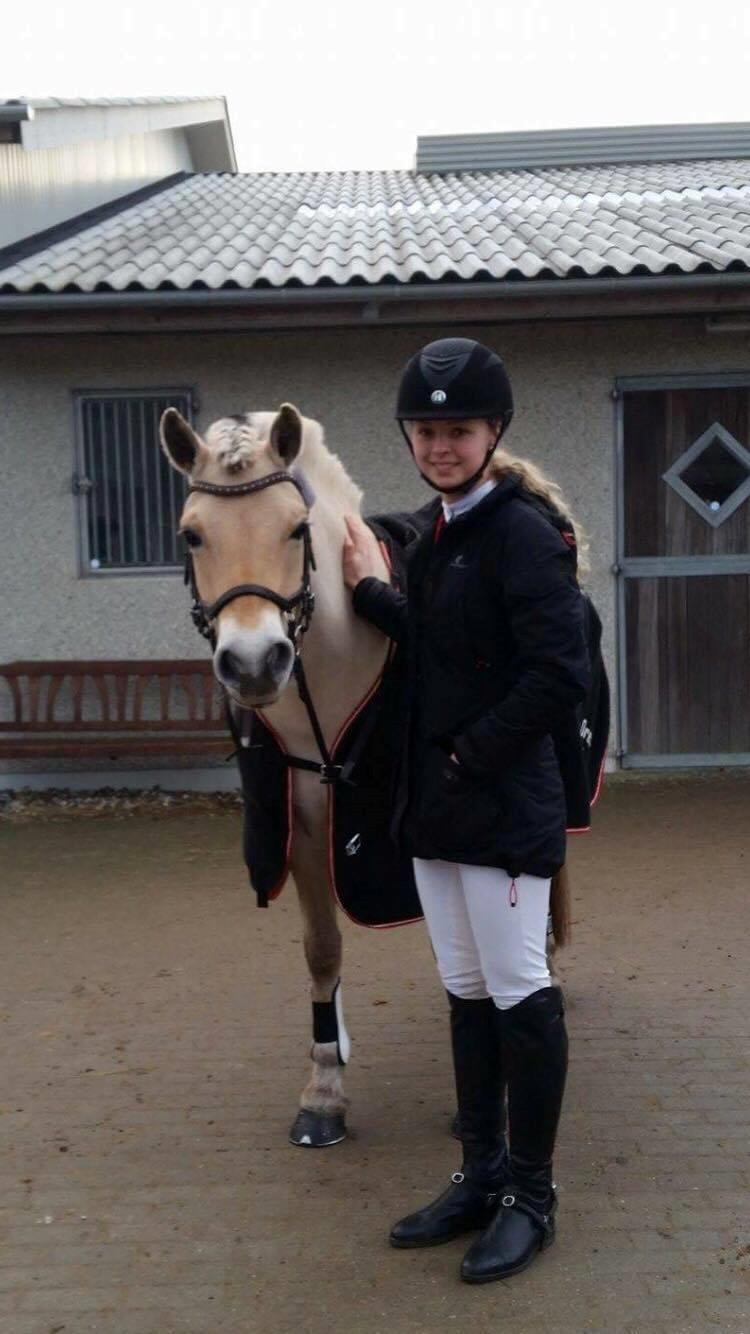 Fjordhest Glibings jura billede 2