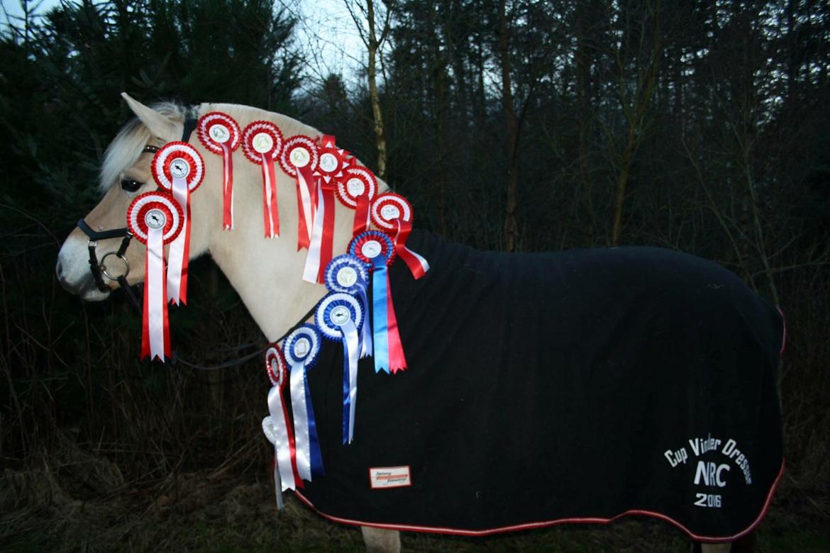 Fjordhest Glibings jura billede 3