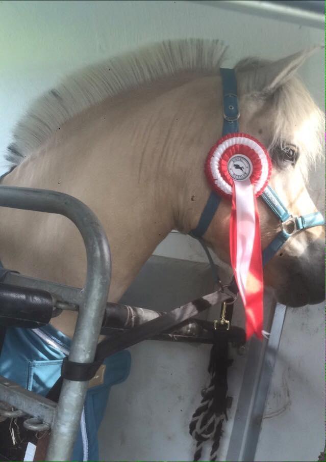 Fjordhest Glibings jura billede 4