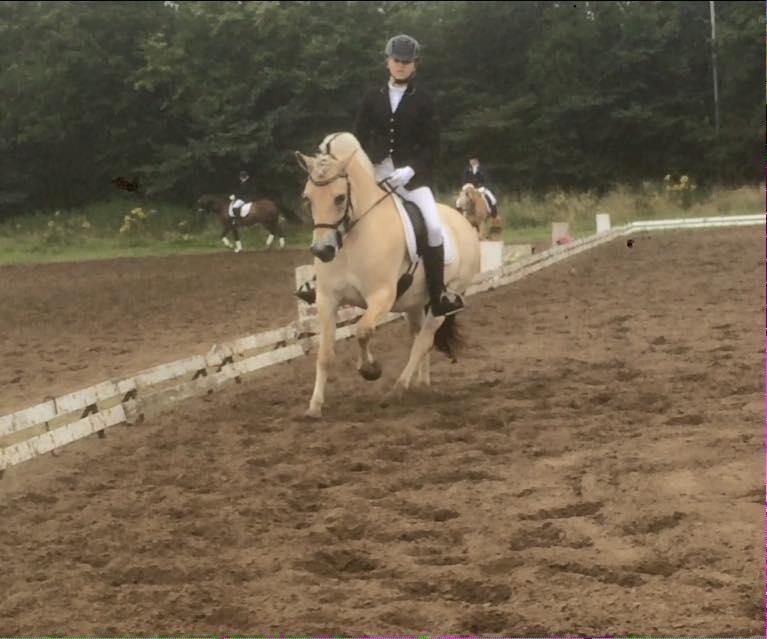 Fjordhest Glibings jura billede 5