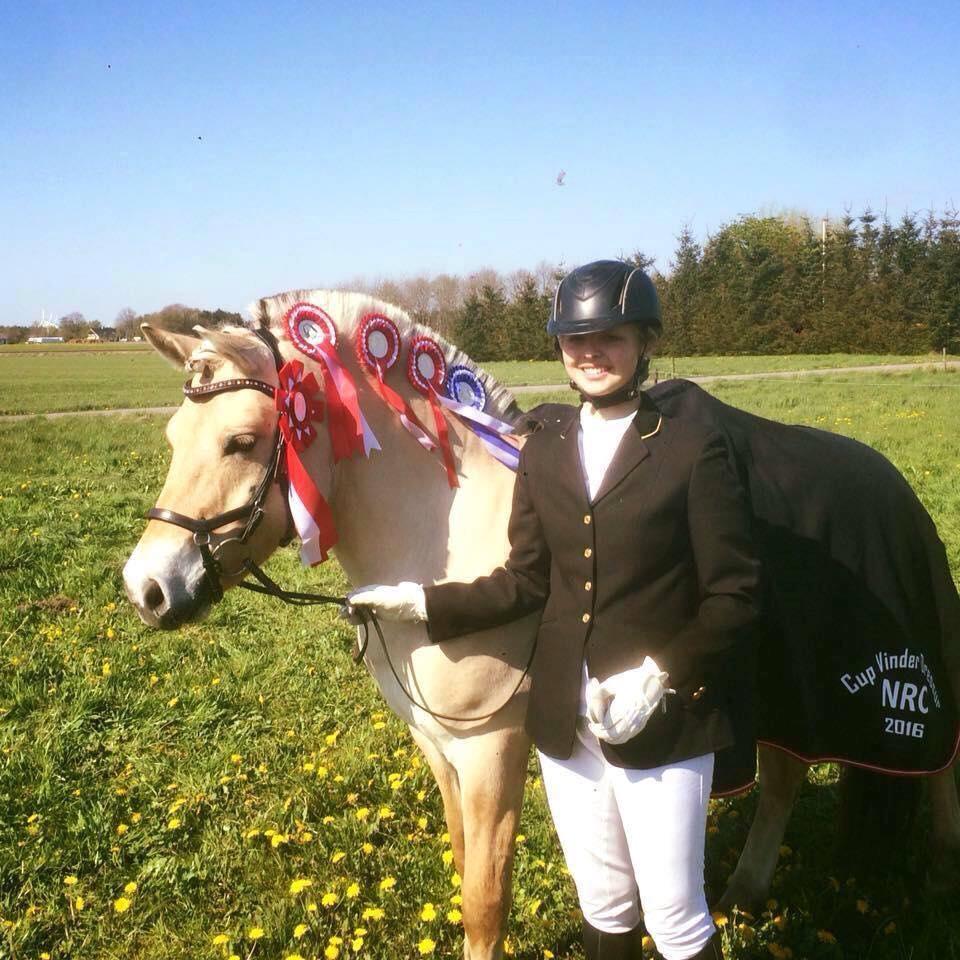 Fjordhest Glibings jura billede 6