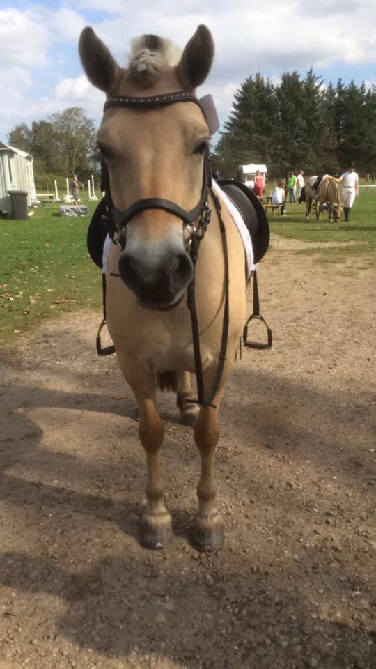 Fjordhest Glibings jura billede 7