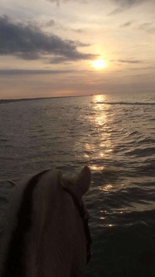 Fjordhest Glibings jura billede 8