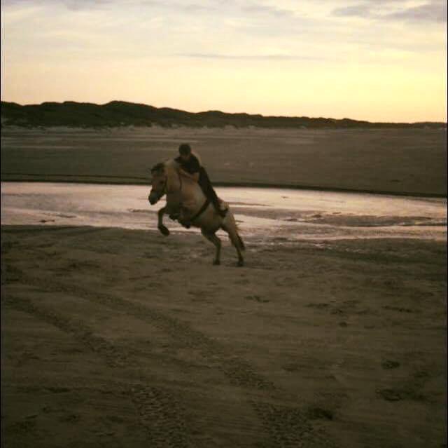 Fjordhest Glibings jura billede 9