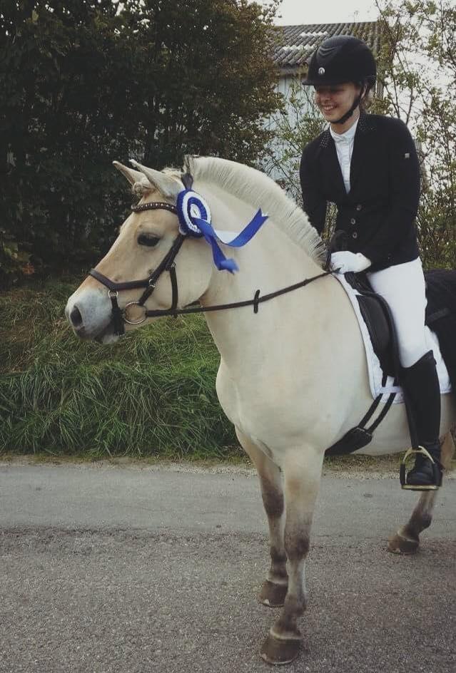 Fjordhest Glibings jura billede 10