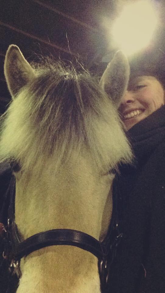 Fjordhest Glibings jura billede 11