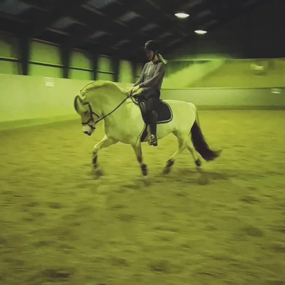 Fjordhest Glibings jura billede 12