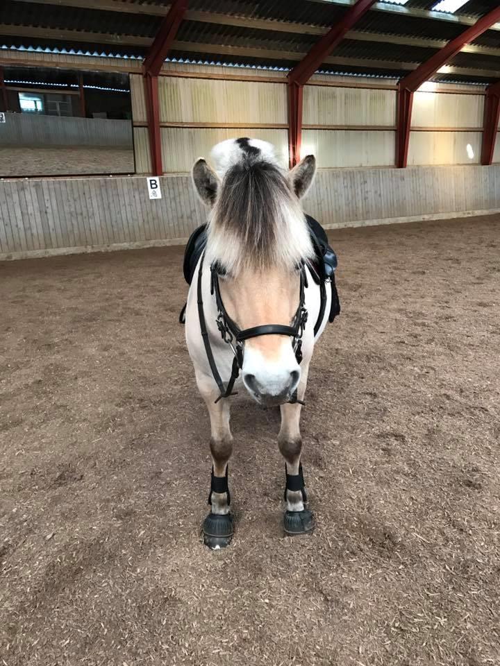 Fjordhest Glibings jura billede 13