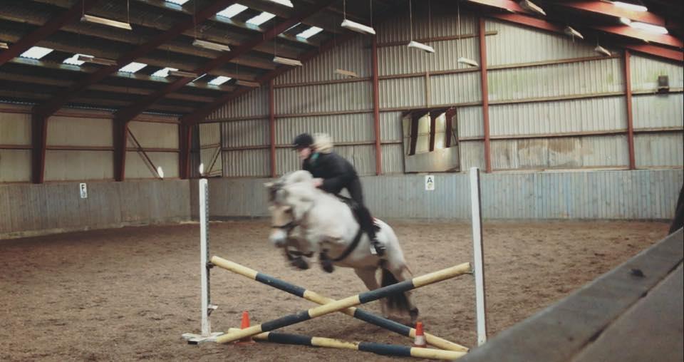 Fjordhest Glibings jura billede 14