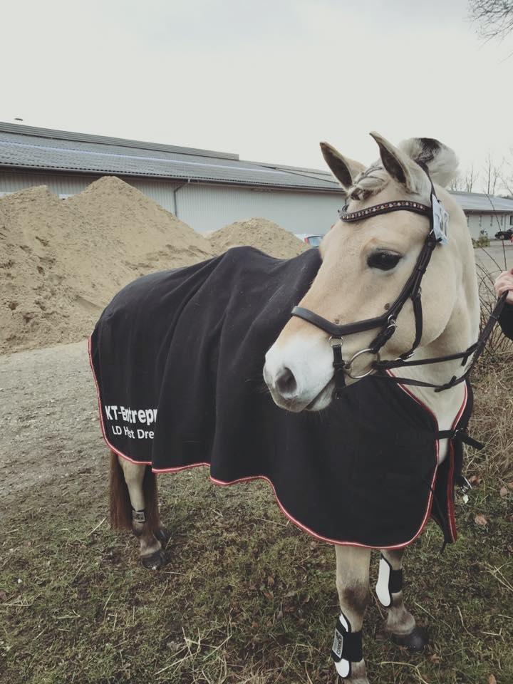 Fjordhest Glibings jura billede 15