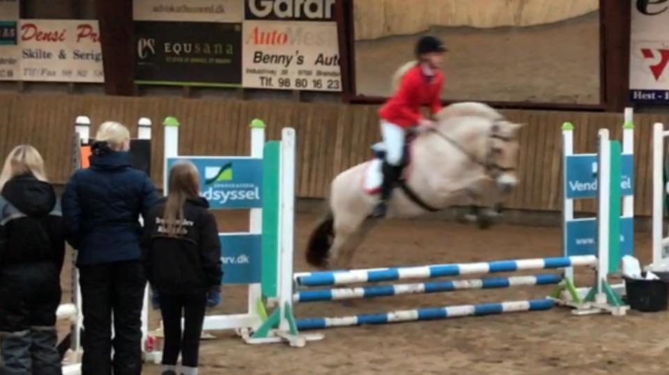 Fjordhest Glibings jura billede 16