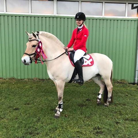 Fjordhest Glibings jura billede 17