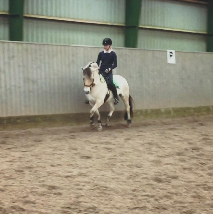 Fjordhest Glibings jura billede 18