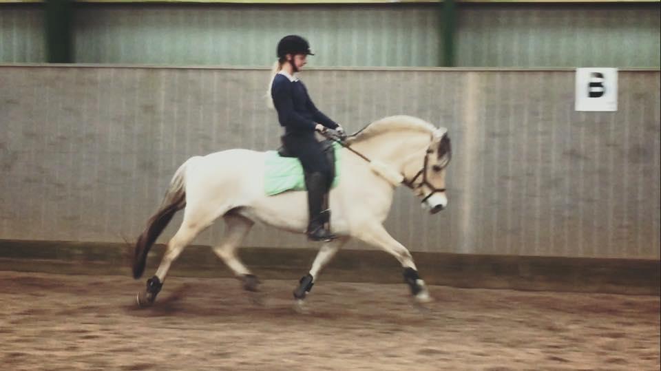 Fjordhest Glibings jura billede 19