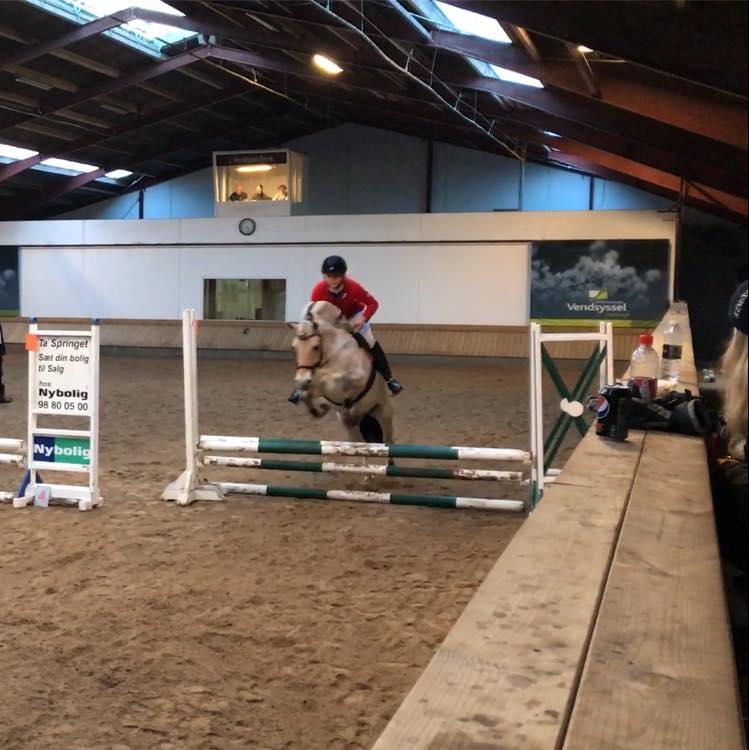 Fjordhest Glibings jura billede 20