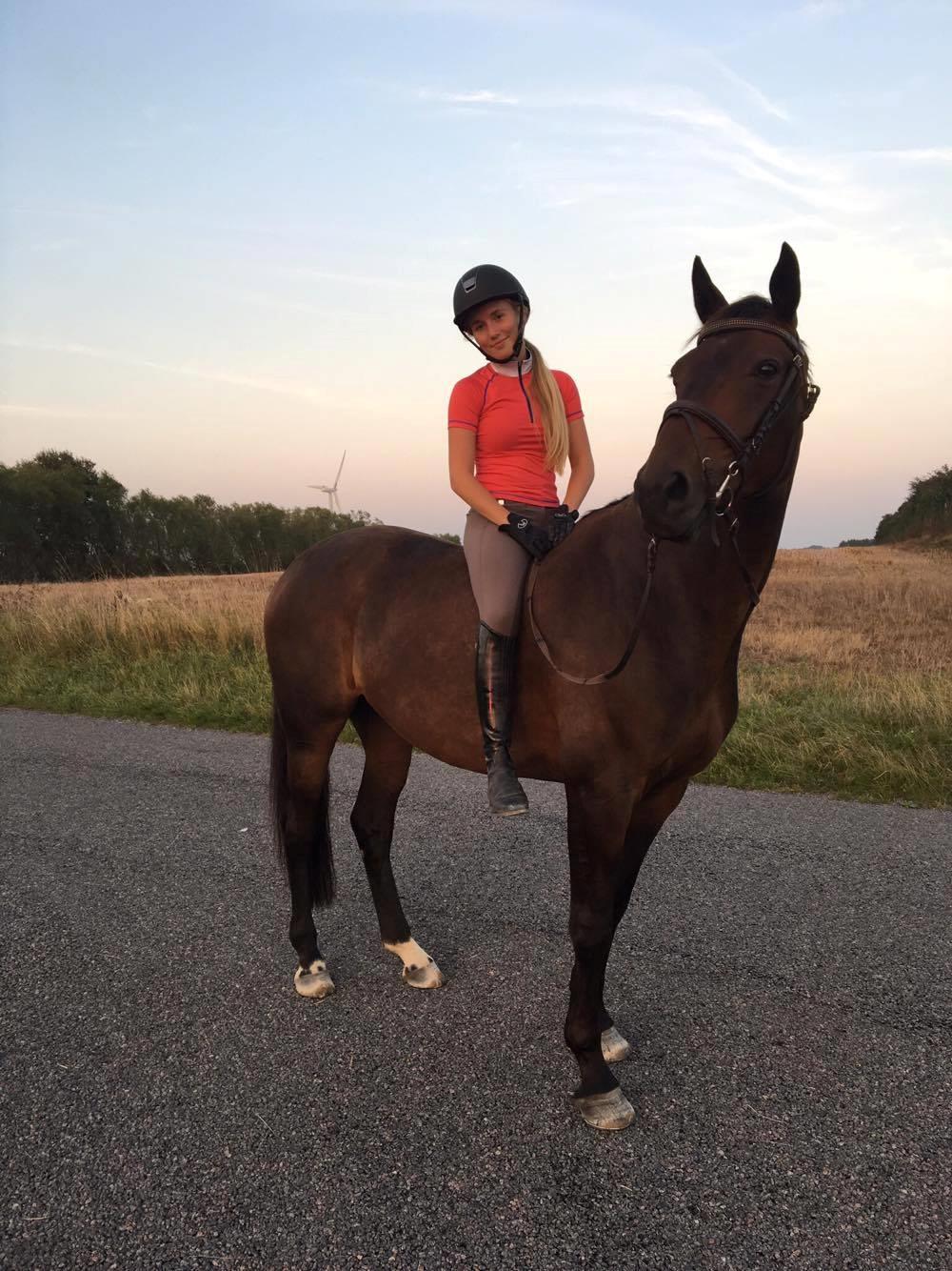 Dansk Varmblod Amu billede 18