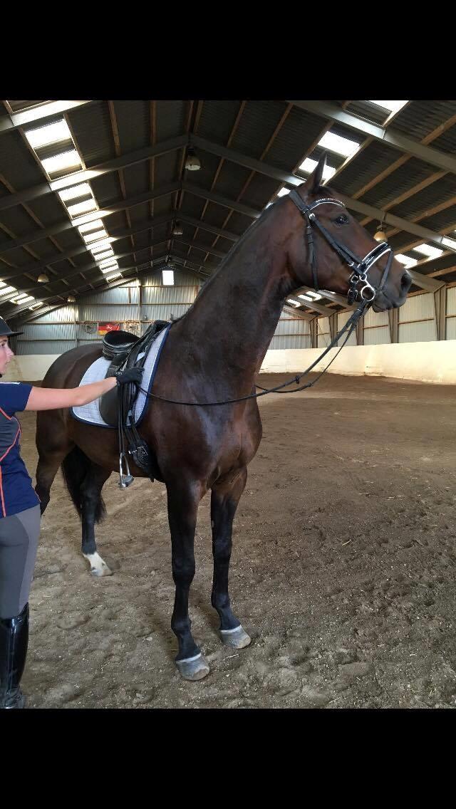 Dansk Varmblod Amu billede 19