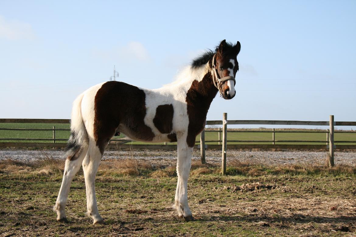 Barockpinto Honorous Jorg Ancrath billede 5