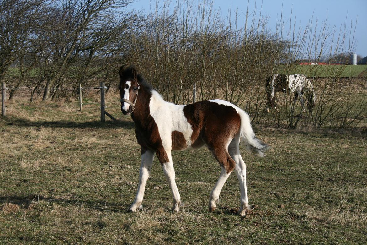 Barockpinto Honorous Jorg Ancrath billede 4