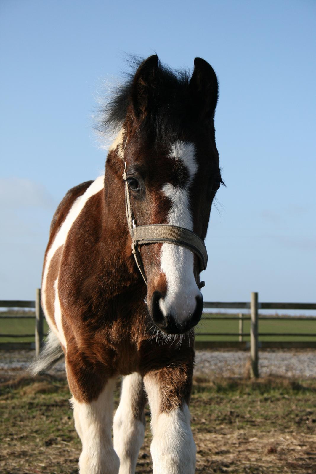 Barockpinto Honorous Jorg Ancrath billede 6