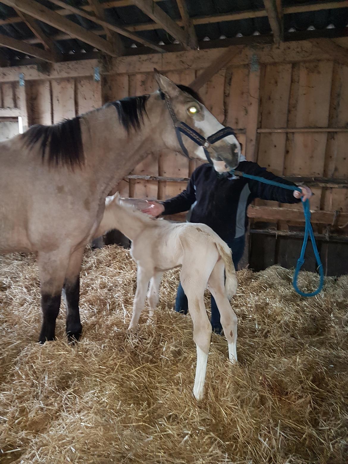 Anden særlig race MOSEGÅRDENS BRONCHEL tilbage til tidlige ejer. billede 10