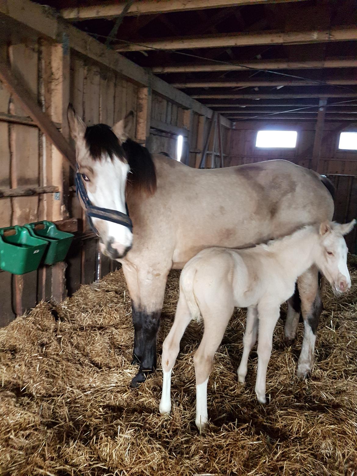 Anden særlig race MOSEGÅRDENS BRONCHEL tilbage til tidlige ejer. billede 15
