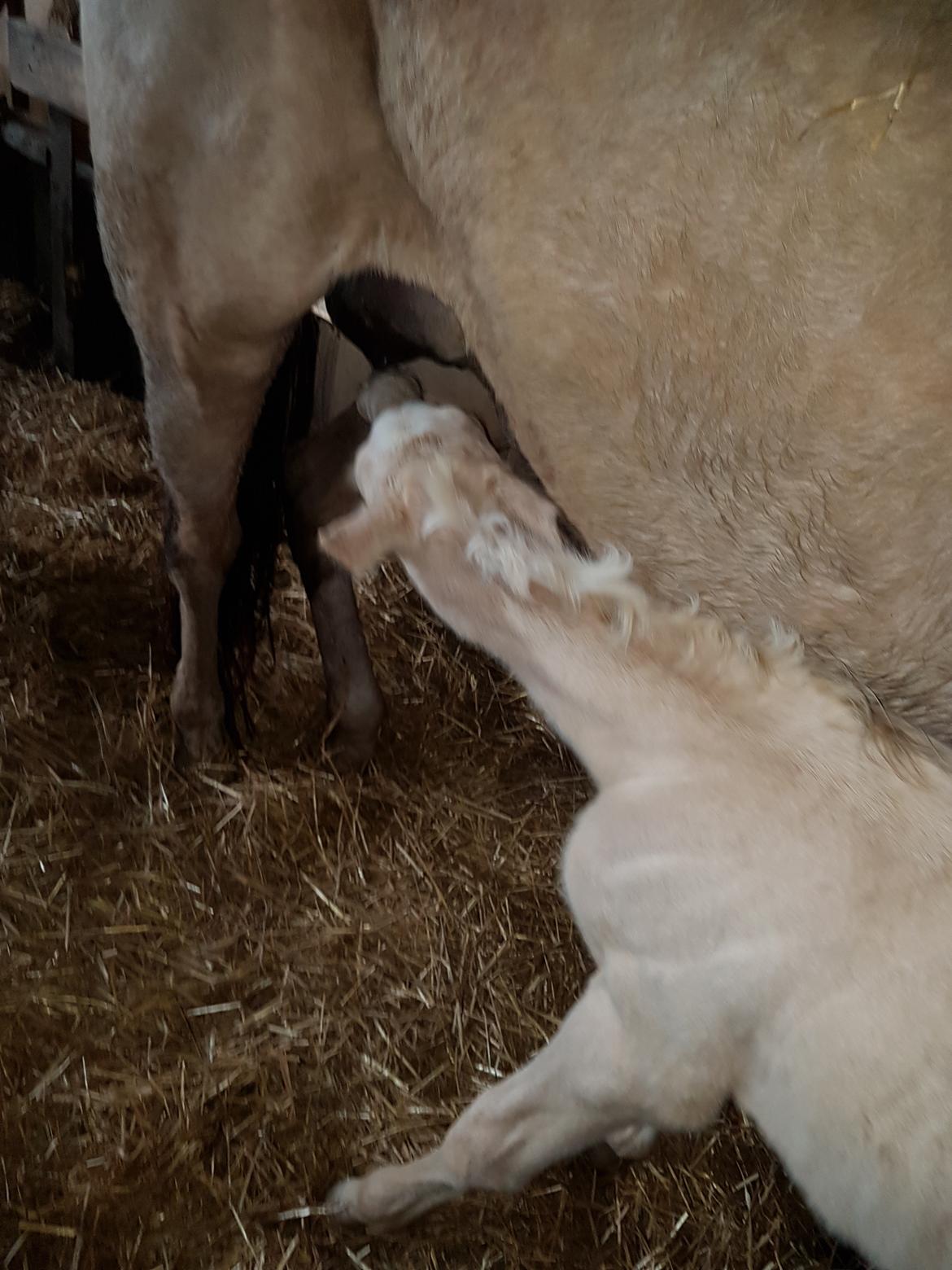 Anden særlig race MOSEGÅRDENS BRONCHEL tilbage til tidlige ejer. billede 16