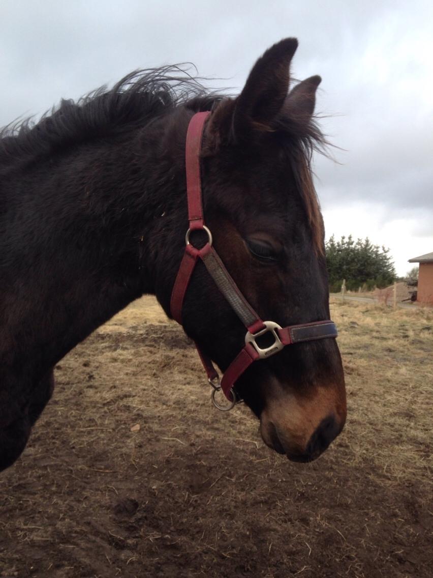 Dansk Varmblod Pinvigs Aslan billede 2