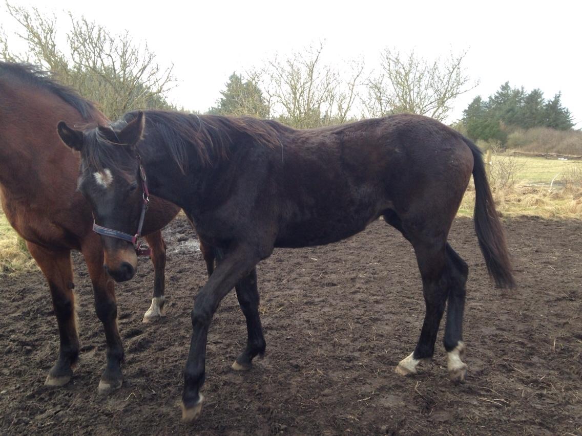 Dansk Varmblod Pinvigs Aslan billede 1