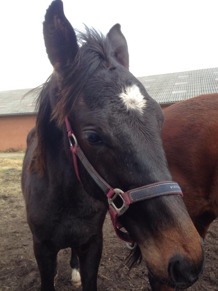 Dansk Varmblod Pinvigs Aslan billede 3