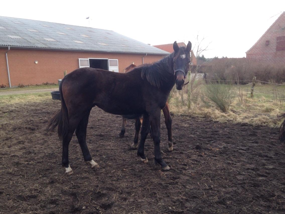 Dansk Varmblod Pinvigs Aslan billede 4