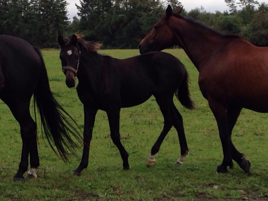 Dansk Varmblod Pinvigs Aslan billede 6