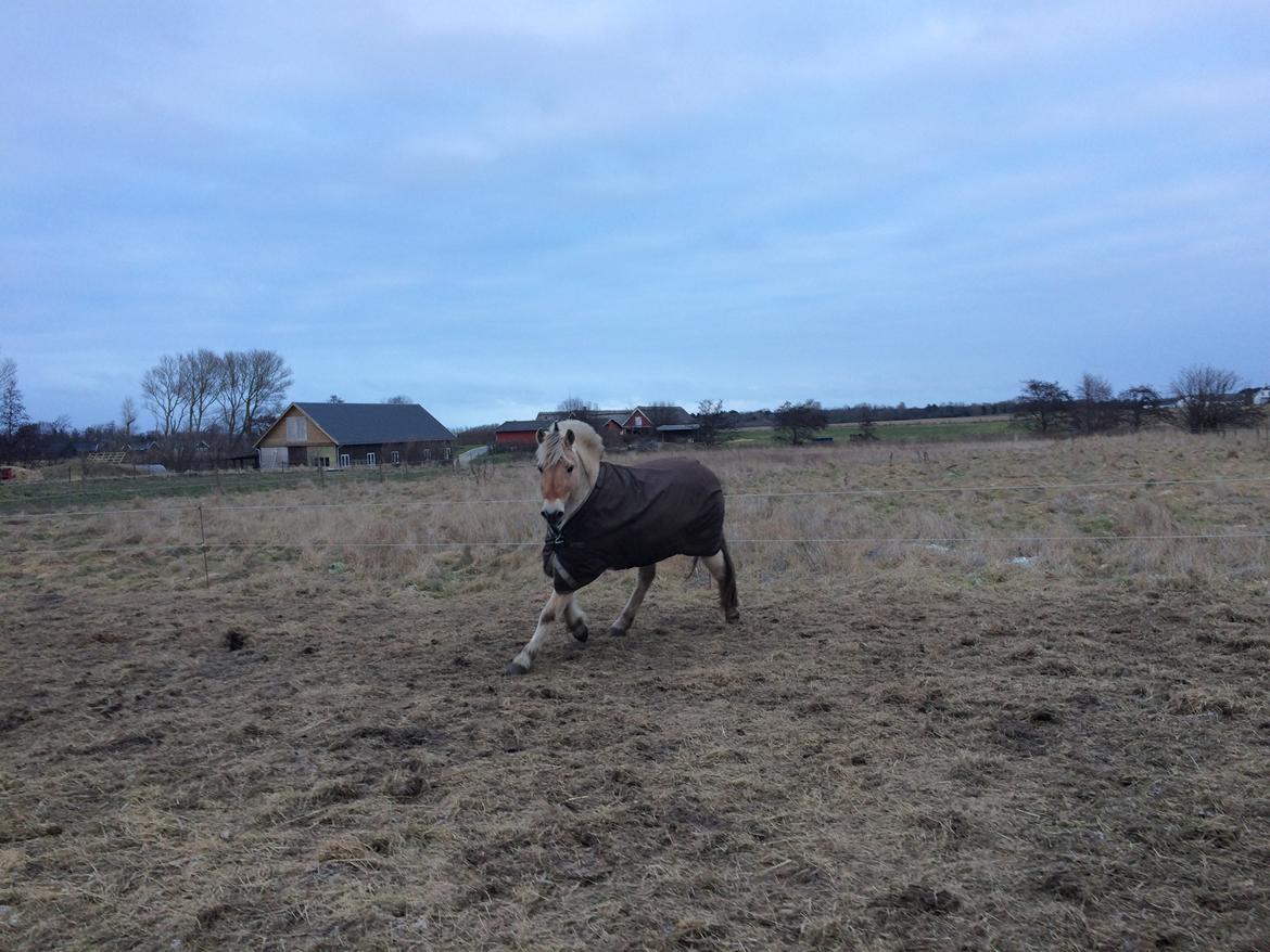 Fjordhest Flicka Fredensdal billede 5