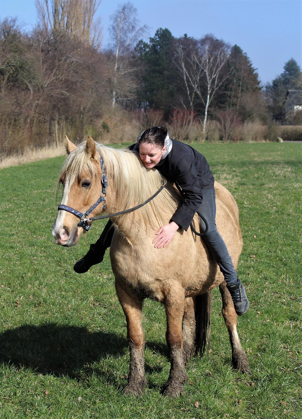 Welsh Cob (sec D) Rosalinde - Rosa 2017. 6 uger til termin =)  billede 50