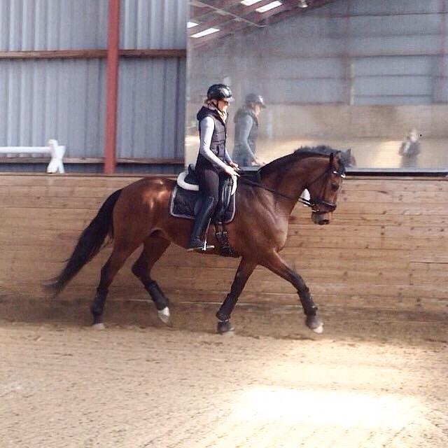 Dansk Varmblod La Di Da billede 8