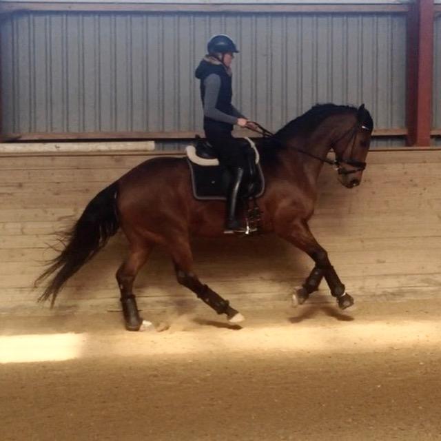 Dansk Varmblod La Di Da billede 16